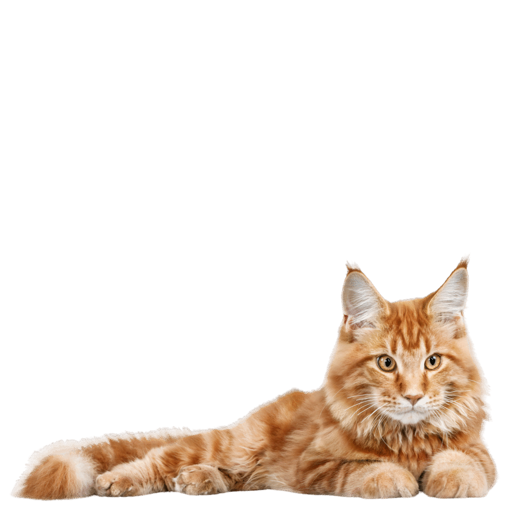 Petlounge Pet care in Abu Dhabi