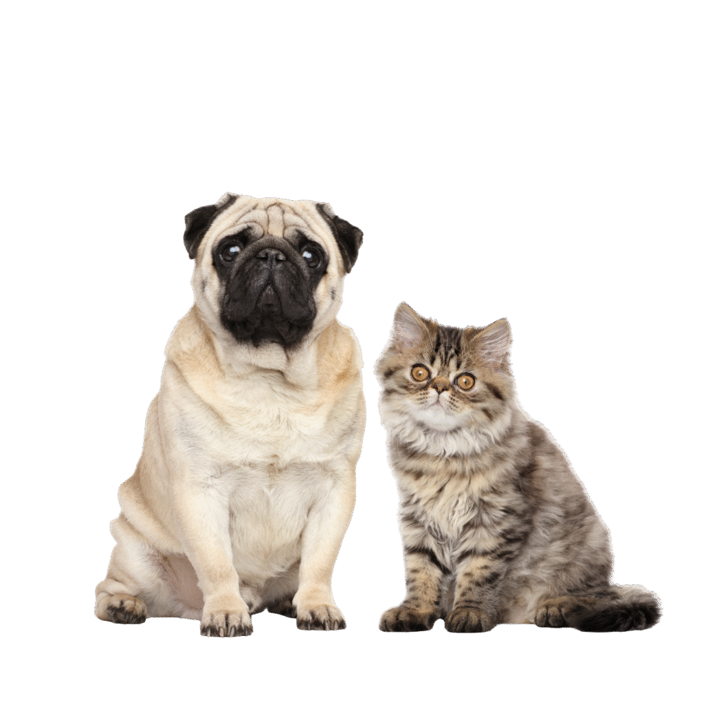 Petlounge Pet Day Care & Boarding in Abu Dhabi