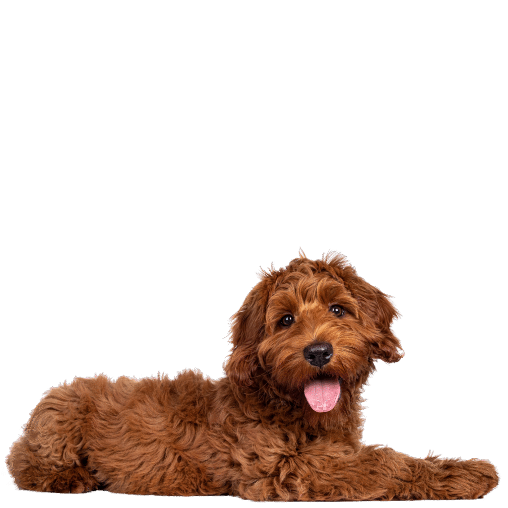 Petlounge Pet Grooming