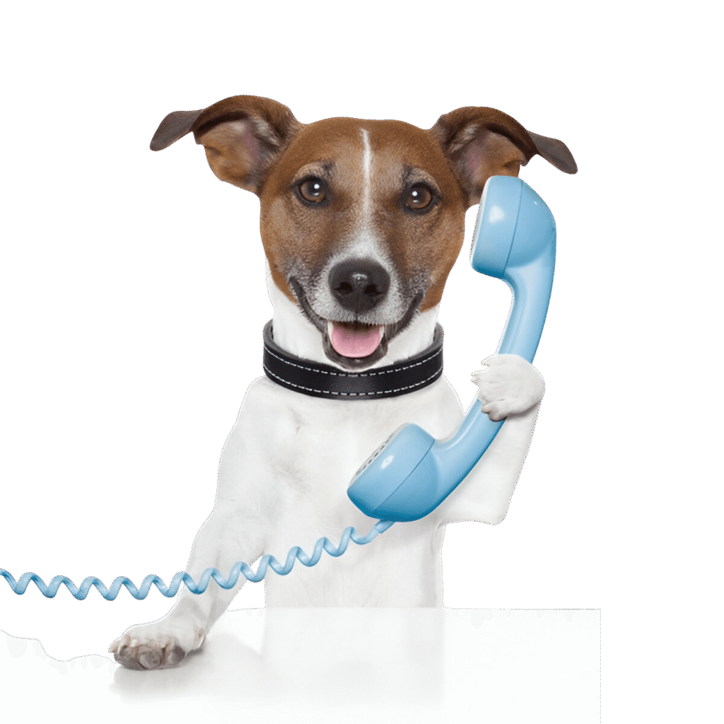 Petlounge Pet Grooming
