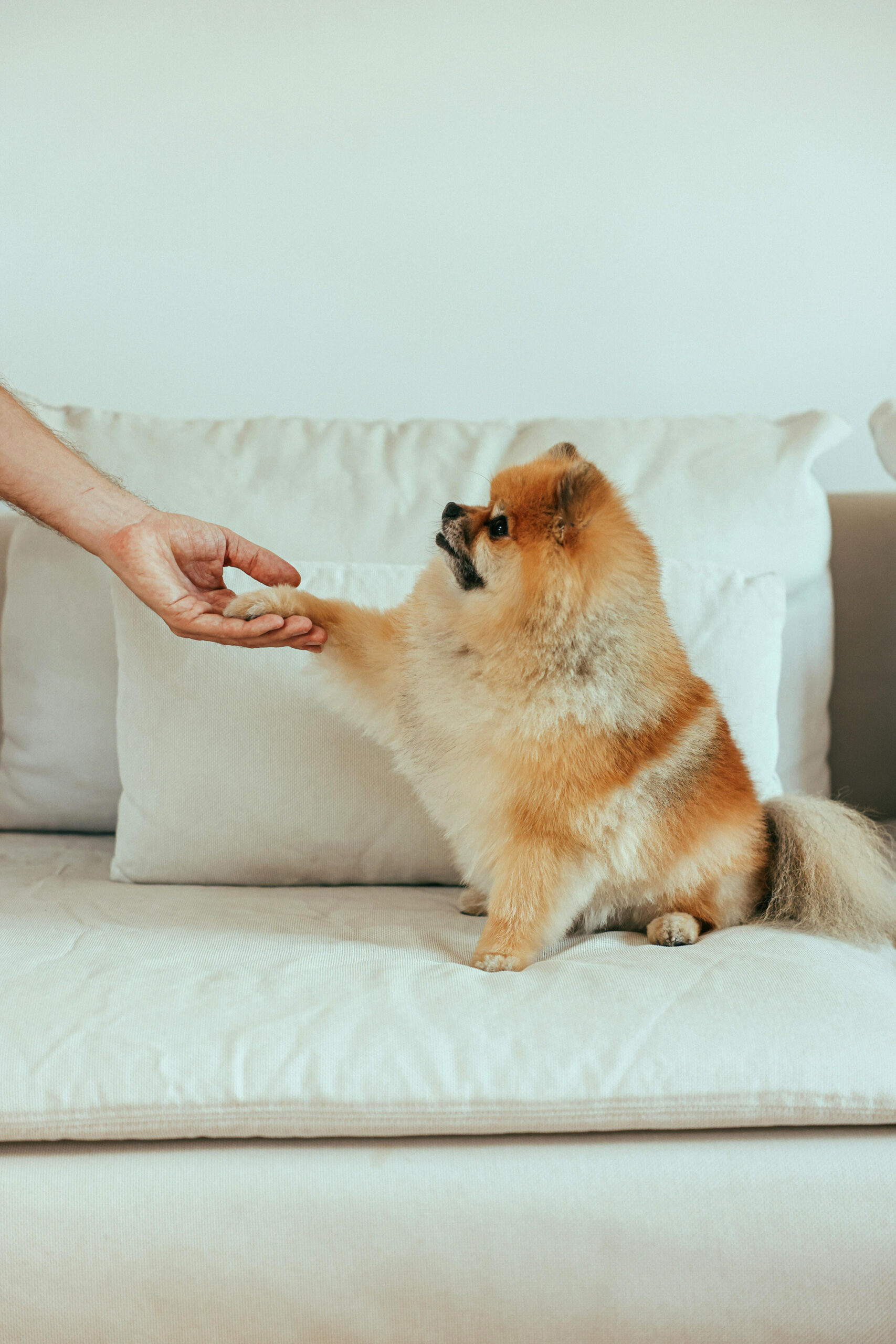New Pet Parent Guide in Abu Dhabi