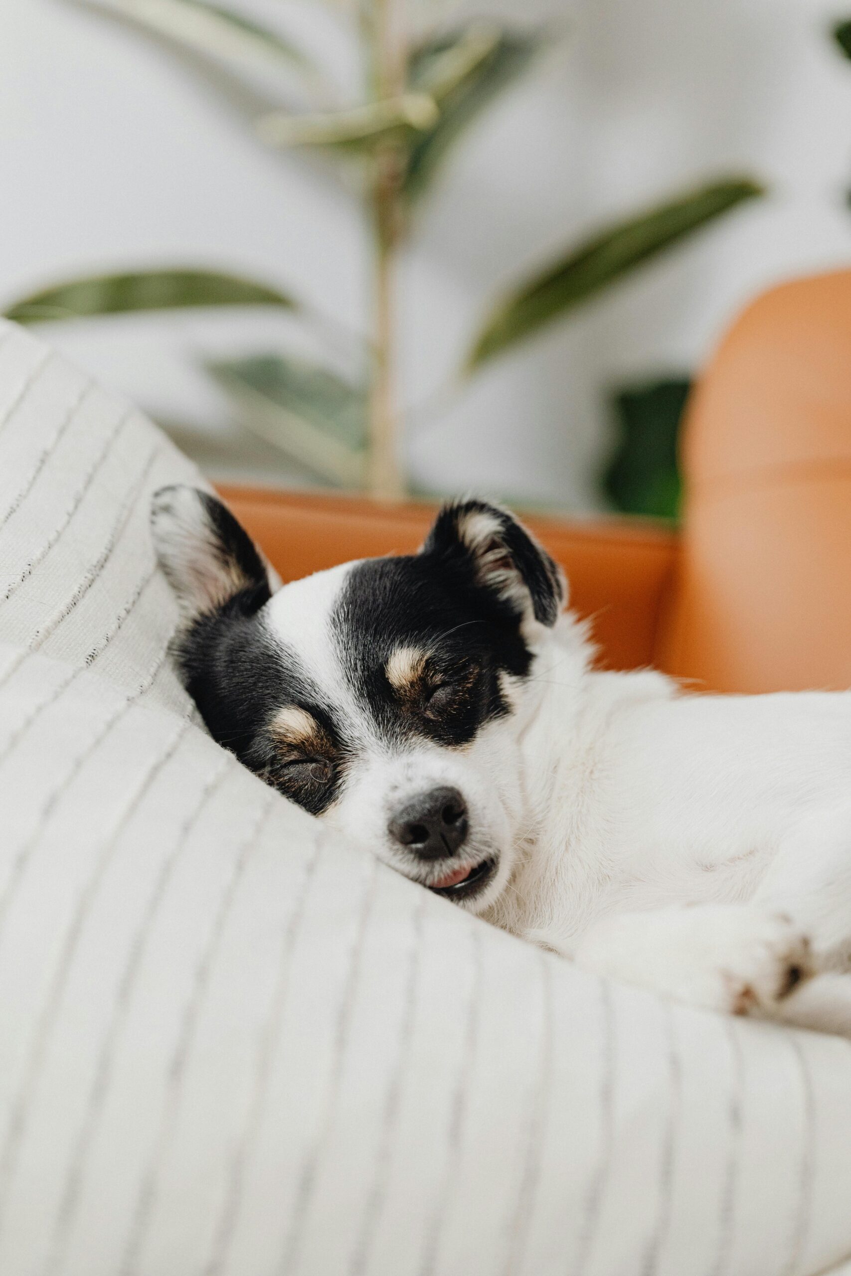 Pet Nutrition & Wellness