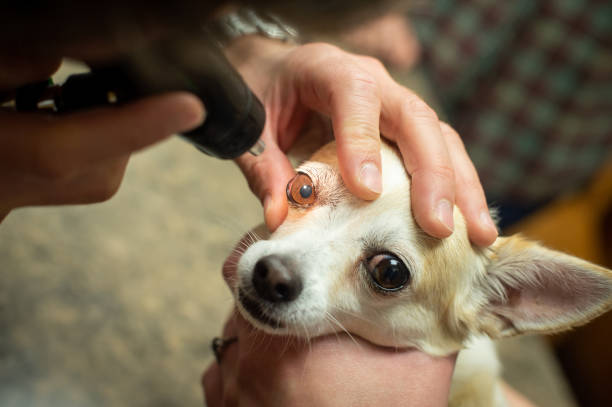The Importance of Regular Vet Checkups for Pets in Abu Dhabi