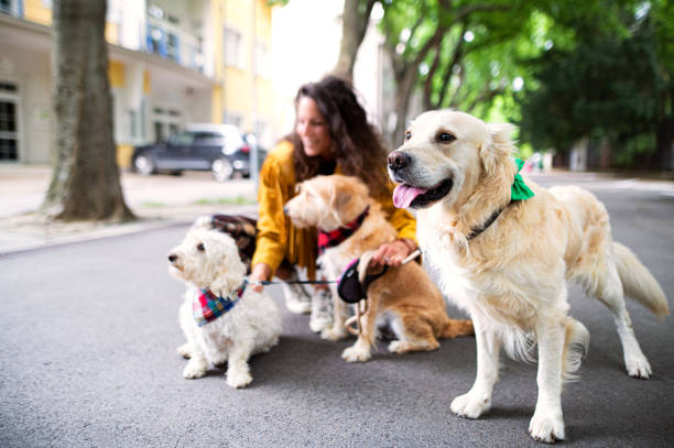 Pet Care Routine Abu Dhabi: Daily Checklist for Happy, Healthy Pets