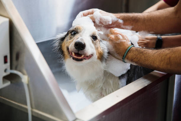 How to Prepare Your Pet for Grooming in Abu Dhabi – A Stress-Free Guide