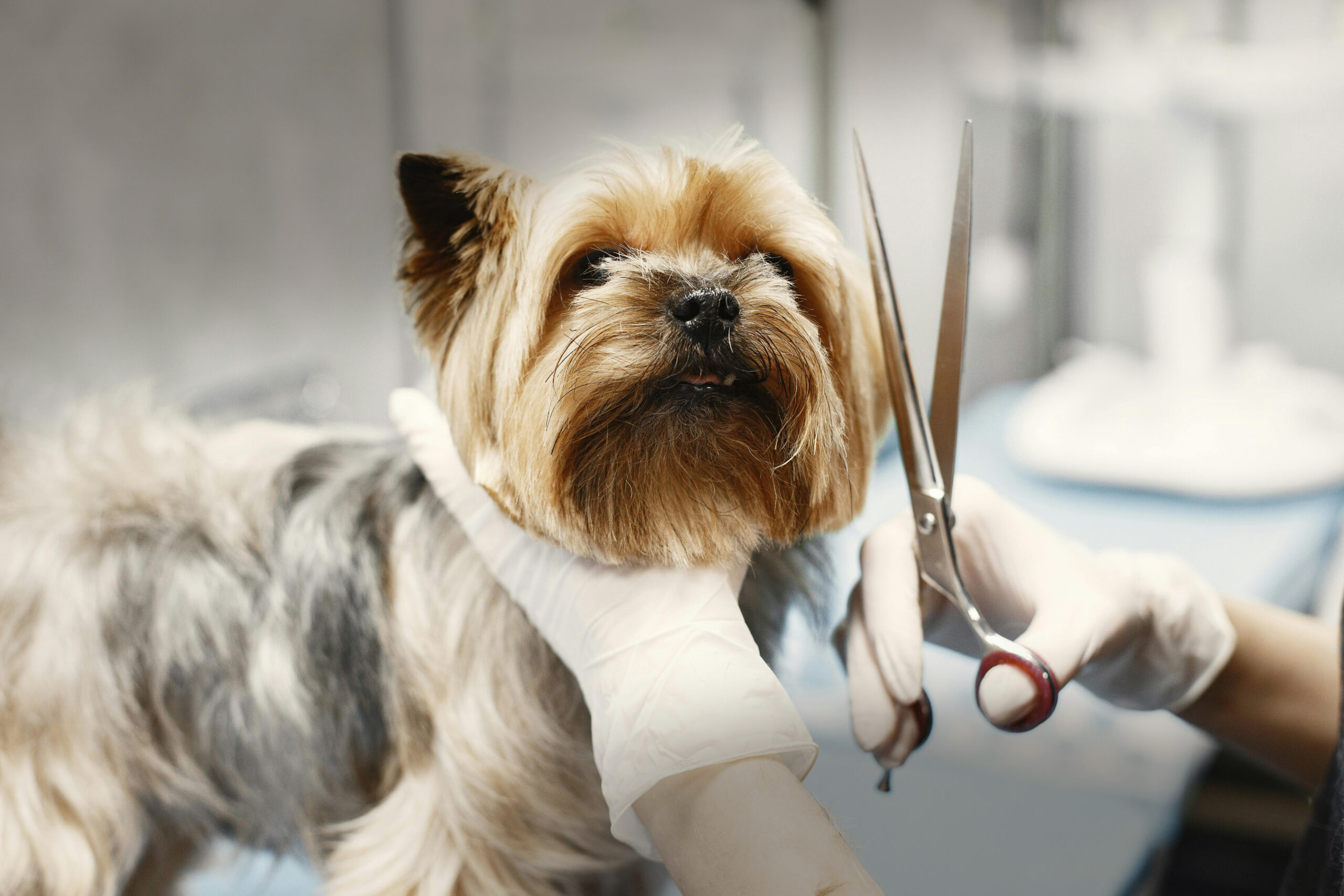 How to Choose the Right Grooming, Boarding & Training Center in Abu Dhabi