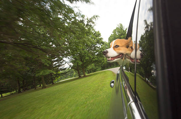 Pet Taxi Service in Abu Dhabi – Safe, Reliable, and Stress-Free Travel for Your Pets
