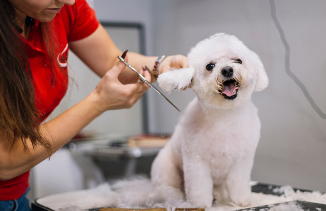 Petlounge Pet Grooming Service in Abu Dhabi