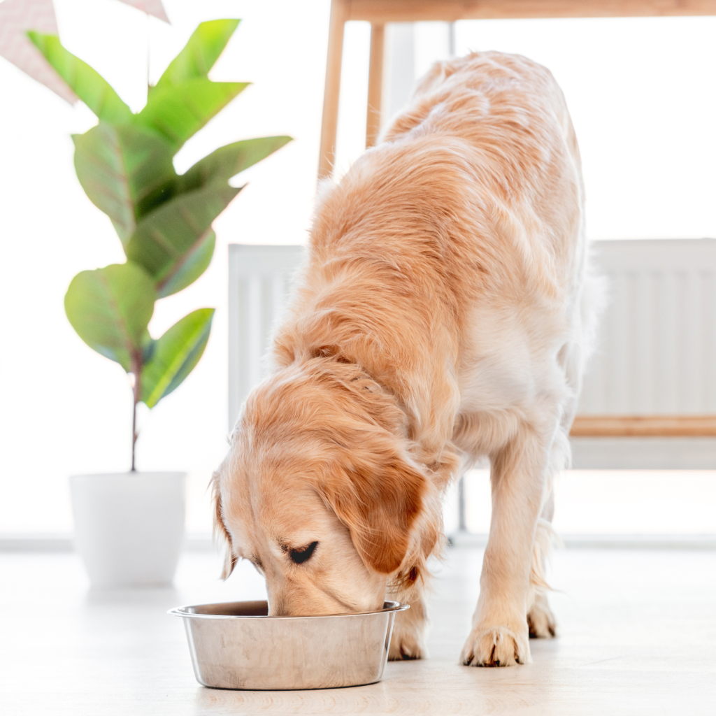 Petlounge, Dog Food in Abu Dhabi