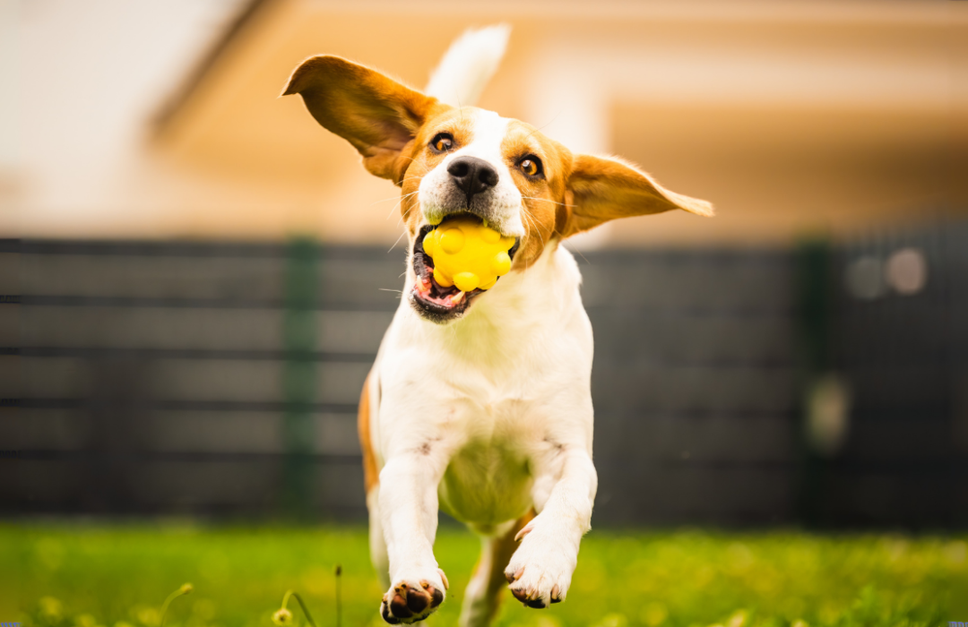Petlounge, Pet training sessions in Abu Dhabi
