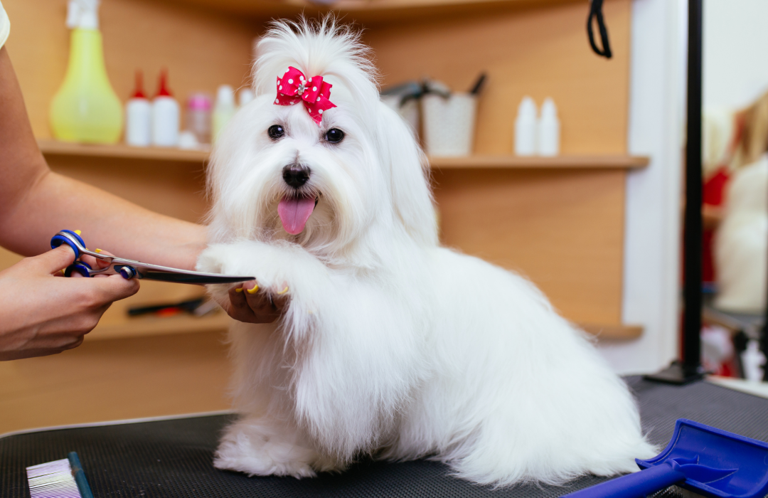Petloft (15)