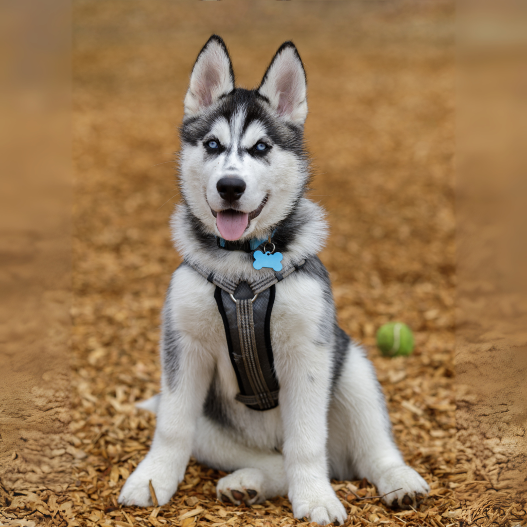 Petlounge chest harnesses in Abu Dhabi