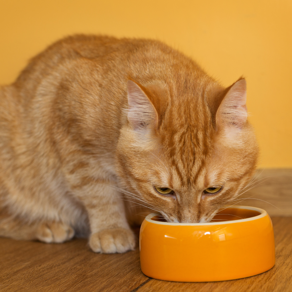 Petlounge Cat Food in Abu Dhabi