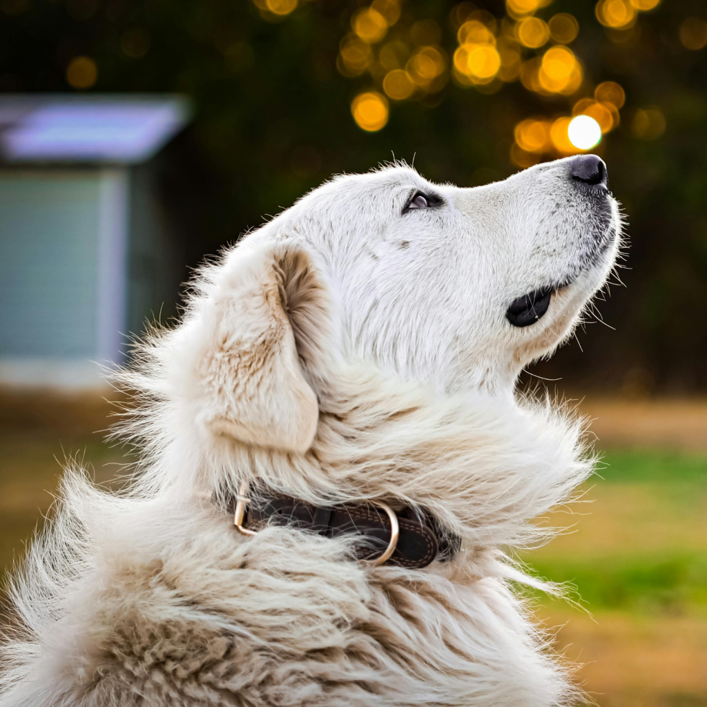 Petlounge, Pet Collars in Abu Dhabi