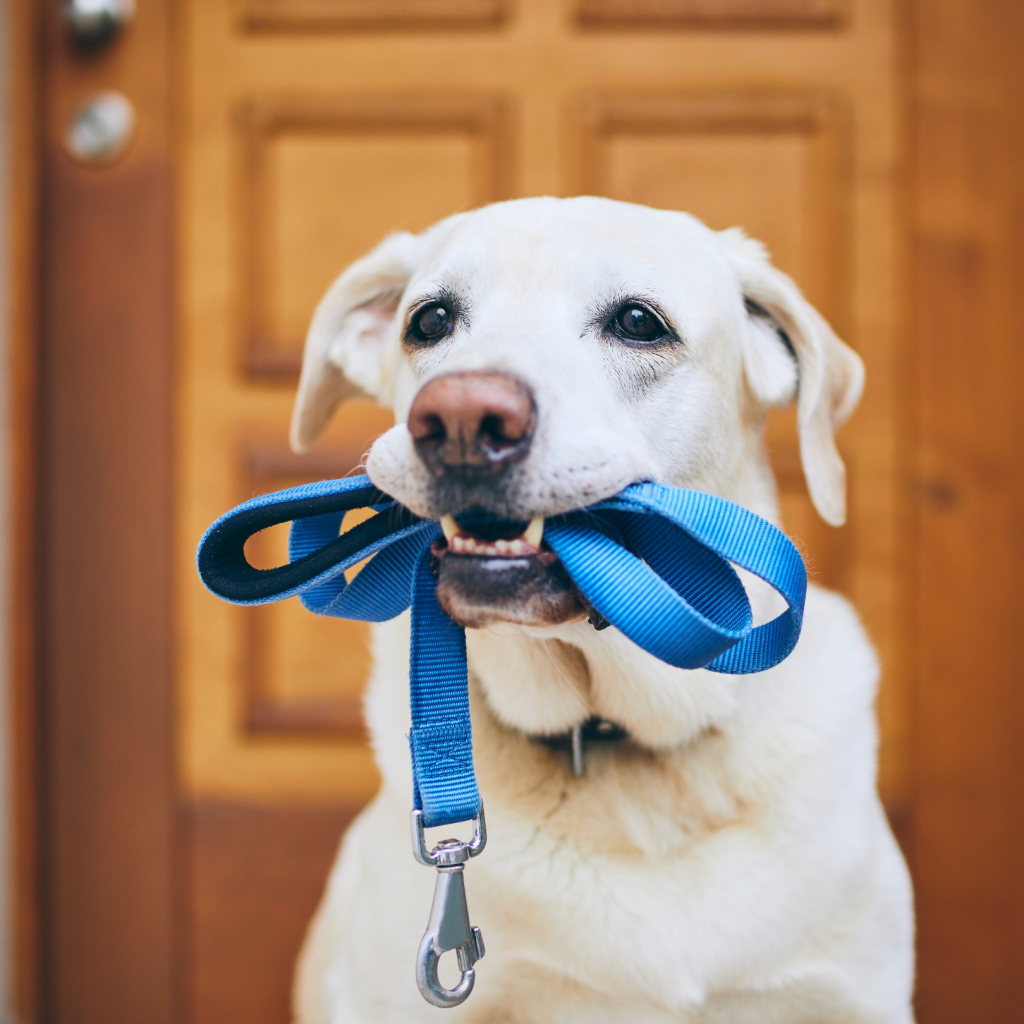 Petlogt, Pet leashes Abu Dhabi